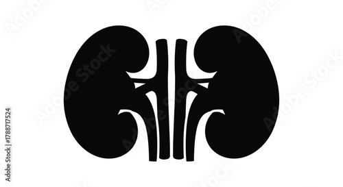 Human kidneys anatomy illustration for medical and health concepts