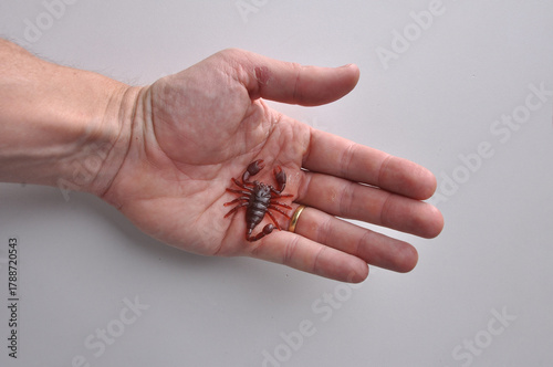 inseto escorpião em mão de homem 