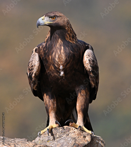 A powerful golden eagle in the mountain in spain
