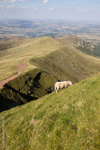 Sheep at Pen Y Fan in Brecon Beacons National Park in Wales
