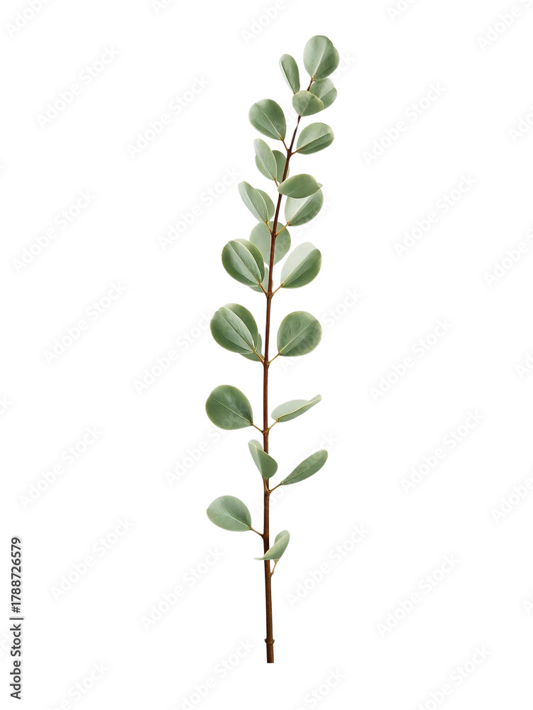Obraz premium Single Eucalyptus Branch PNG – Isolated Round Light Green Leaves, Slender Gum Branch Cutout on Transparent Background for Floral Design