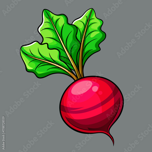 Illustration of a vibrant red beet with lush green leaves on gray background