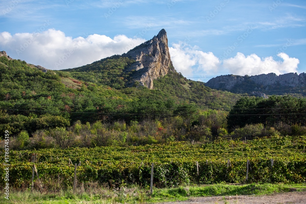 Naklejka premium Vineyard agricultural fields aerial landscape during sunrise.