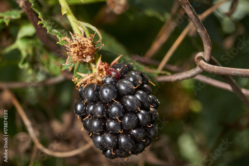 Bright ripe blackberries on a bush next to unripe fruits. Detailed macro photo with natural light. Natural texture, rich colors and a summery mood. Close-up of ripe blackberries.