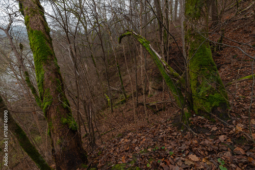 Latvia. Sigulda. Mossy trees and wood in autumn.