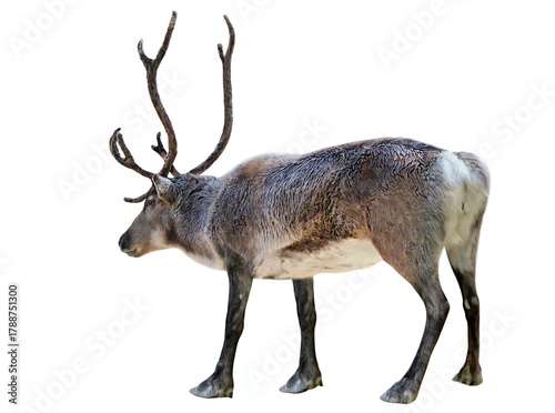 Male of reindeer (Rangifer tarandus), isolated on white background