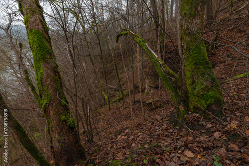 Latvia. Sigulda. Mossy trees and wood in autumn.
