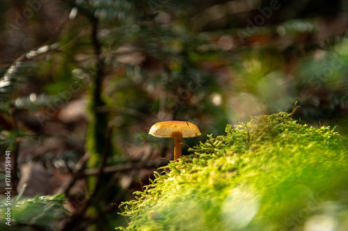 Champignon dans la forêt