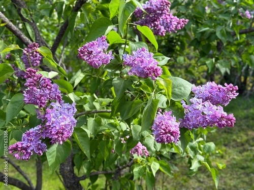 Lilac bush pink violet blossoms in the spring garden.