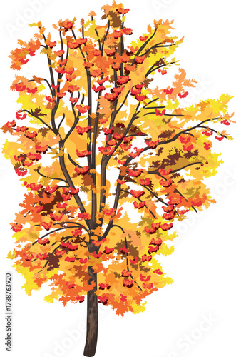  Rowan tree (Sorbus aucuparia) with orange autumn crown and many red berries in crown isolated on white background