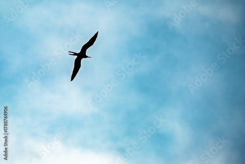 Flying bird silhouette on blue sky background with copy space