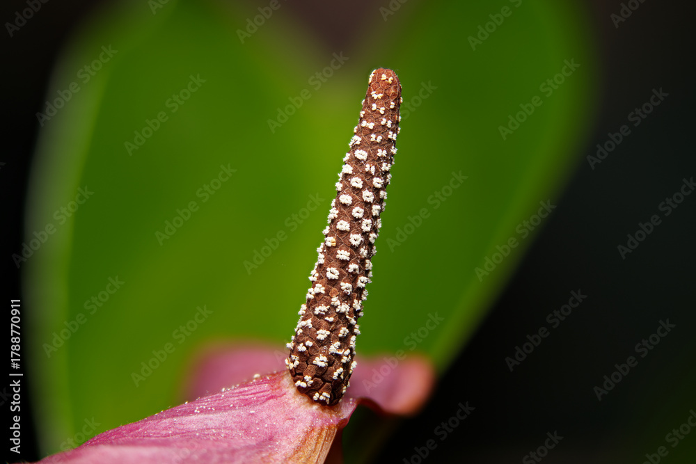 Fototapeta premium stem from a lily close up
