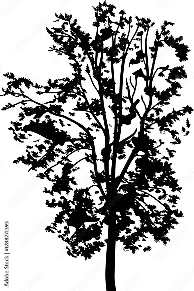 Fototapeta premium Black silhouette of deciduous tree with big crown for landscape design isolated on white background