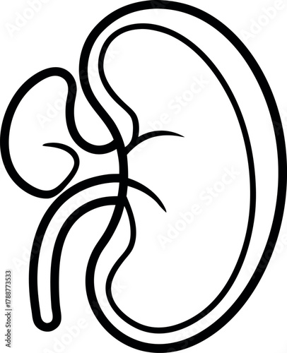 Detailed Kidney Anatomy with Internal Sections Line Art