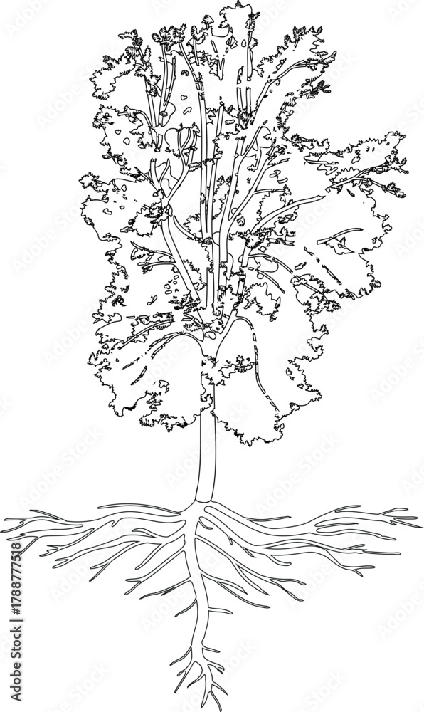 Fototapeta premium Coloring page with deciduous tree with big crown and root system isolated on white background