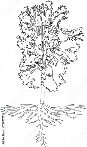 Coloring page with deciduous tree with big crown and root system isolated on white background