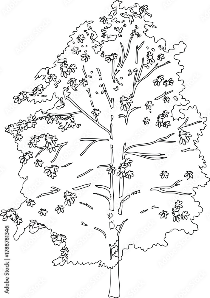 Fototapeta premium Coloring page with deciduous tree for landscape design isolated on white background
