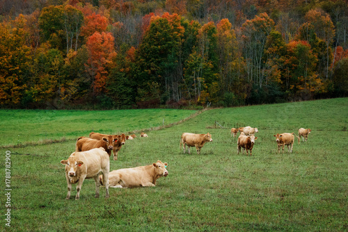 Cows Grazing on Autumn Pasture with Colorful Forest Background