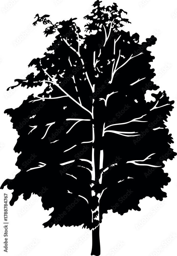 Obraz premium Black silhouette of horse chestnut with big crown for landscape design isolated on white background