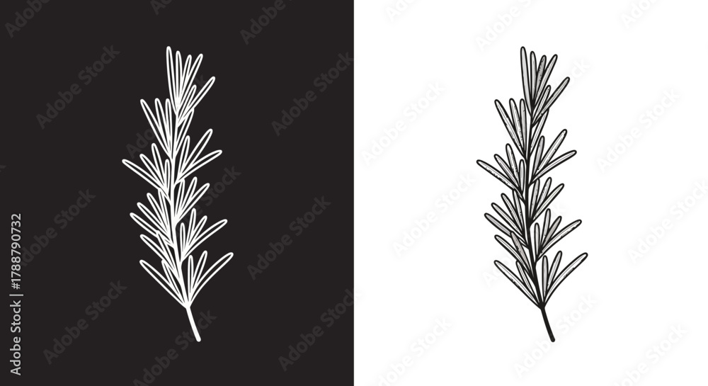 Obraz premium Minimalist Rosemary Herb Vector Illustration in Black and White Line Art Style