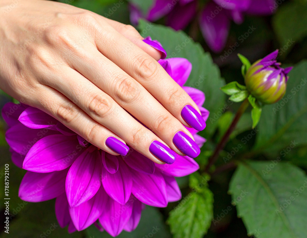 Fototapeta premium Beautiful lilac manicure on a woman's hand. Manicure with purple semi-permanent nail polish applied to oval nails
