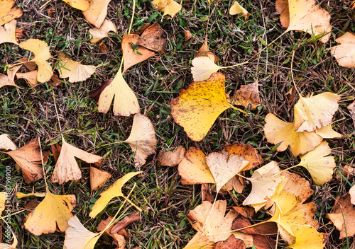 Fallen autumn ginkgo leaves.