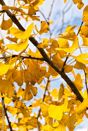 A ginkgo tree in the autumn.