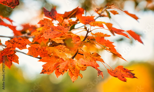 Colorful fall foliage.