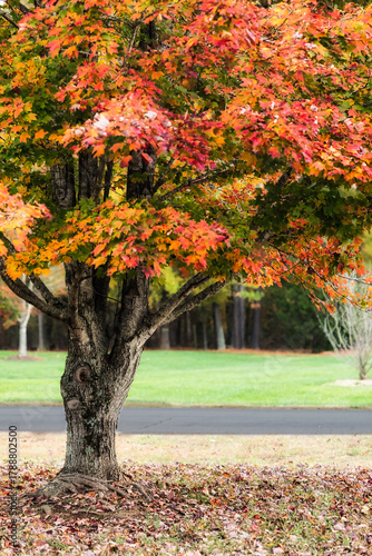 Colorful fall foliage.