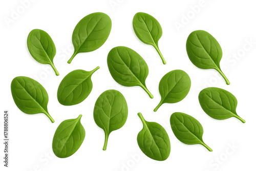 Fresh raw spinach leaves falling, a healthy green vegetable for a vitamin rich salad, transparent background