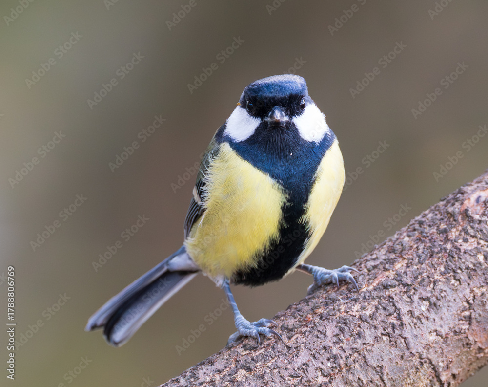 Naklejka premium Great Tit on branch