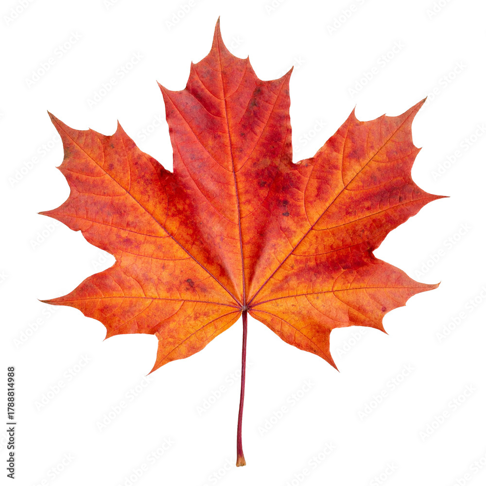 Obraz premium Single, vibrant red maple leaf with detailed veins, autumn foliage, transparent background. 
