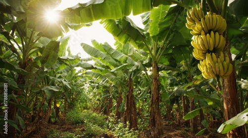 Wallpaper Mural Sunlight filters through tall banana trees illuminating ripe yellow bananas clustered together in vibrant greenery. Torontodigital.ca