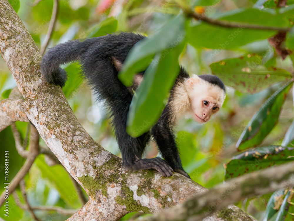 Fototapeta premium A group of monkeys in their natural habitat, showing authentic social behavior and expressions. Wildlife photograph captured in a tropical forest environment