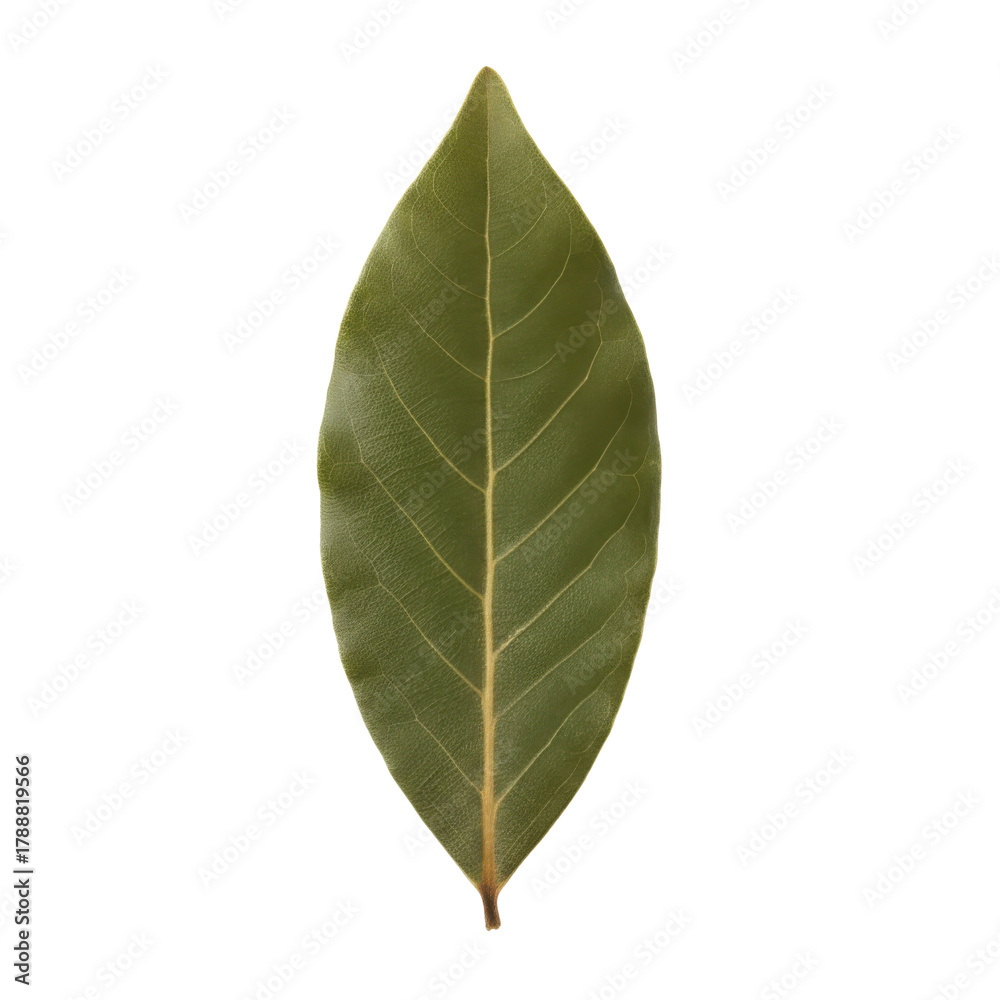Obraz premium Isolated bay leaf presenting intricate details against a stark black backdrop