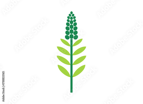 Arrhenatherum elatius, a tall ornamental species with a slender stem and leaf, is depicted in a botanical drawing of a green onion couch and a flat vector illustration set against a white background