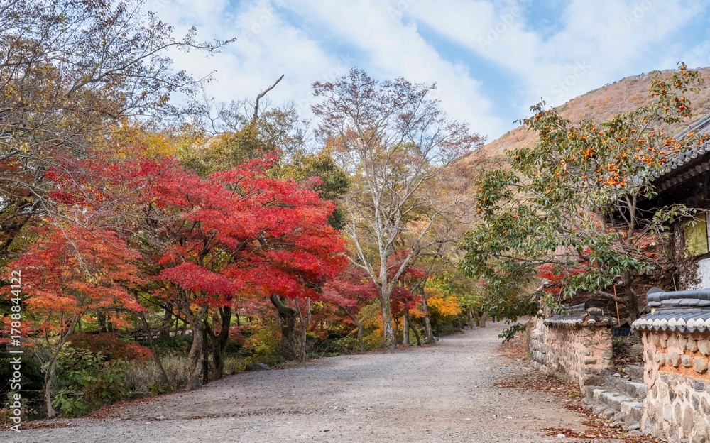 Naklejka premium 고창 선운사로 가는 가을 단풍길