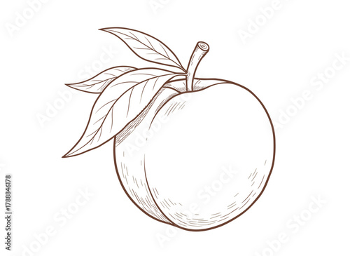 An engraved, etched illustration of an apricot and leaf in a retro vintage style, featuring outlined, contoured hand‑drawn fruit composition, presented as a hand‑drawn vector isolated on a white