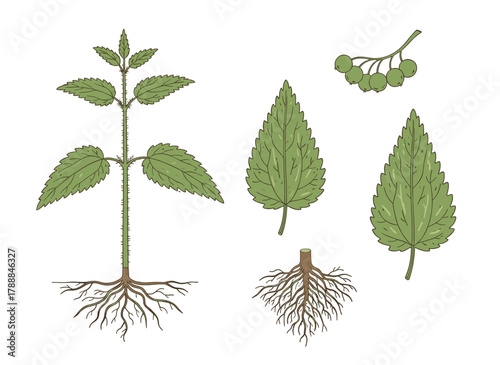Colorful vintage hand‑drawn illustration of nettle, depicting its plant, leaves, root, and flowers