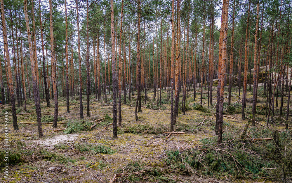 Naklejka premium Pine trees in Bialoleka Dworska Forest in Bialoleka district in Warsaw city, capital of Poland