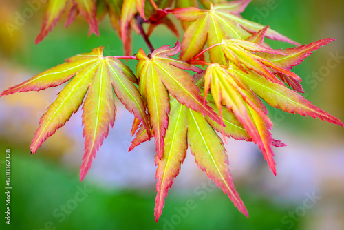 Close up on a spring leaves of Japanese maple tree - Acer palmatum
