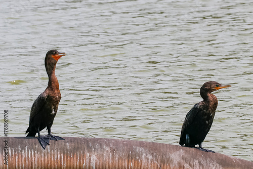 Close-up of two neotropical cormorants (Phalacrocorax brasilianus) perched on a metal pipe above the water. Dark birds contrast with the textured, rippling water under natural light. (