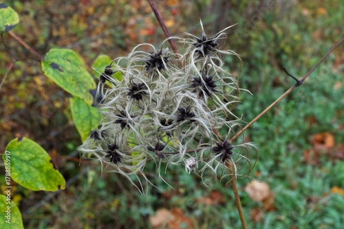 Old Man's Beard - Clematis Vitalba