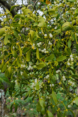Mistletoe 001
