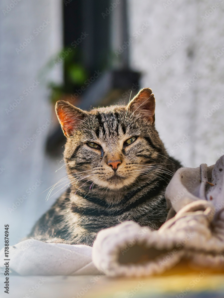 Naklejka premium Tough and powerful street cat is sleeping on a old trousers outside a house. Animal has cute face and fierce look in its eyes. Living in rough conditions concpet.