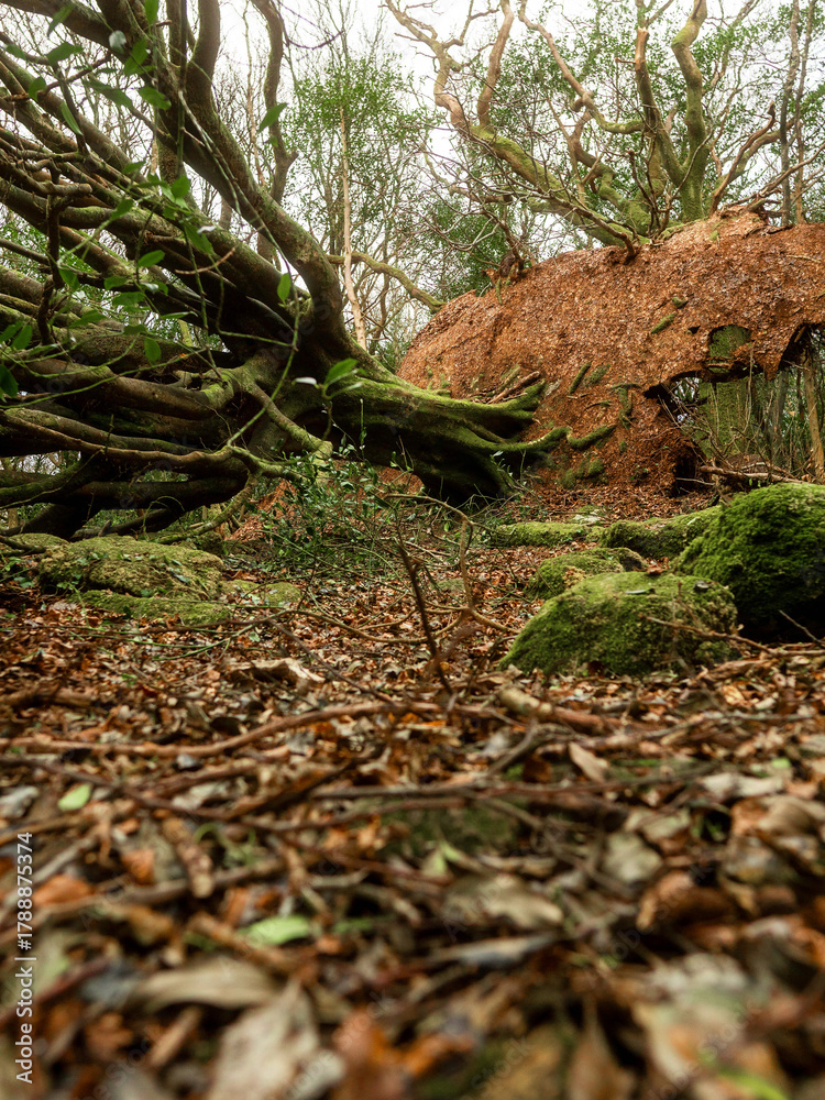 Fototapeta premium Scene in a forest park after powerful hurricane with trees fallen on the ground. Effect of a strong storm wind. Destruction caused by nature to nature. Nobody. Green and brown tone.