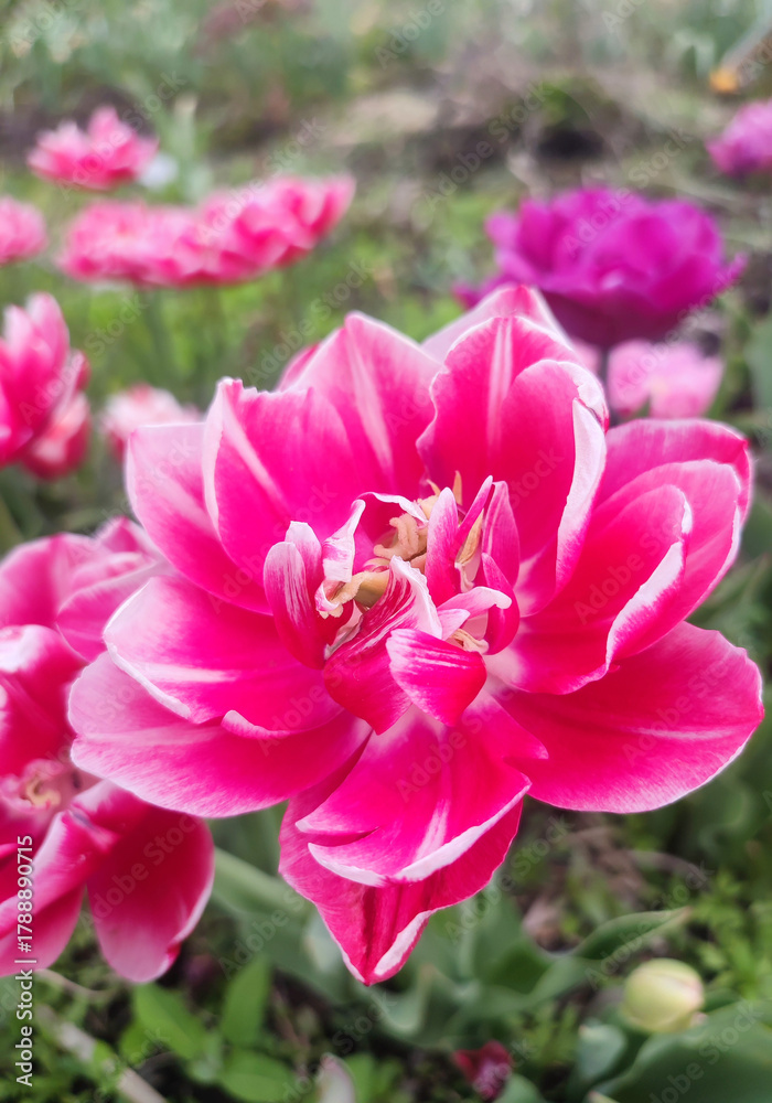 Naklejka premium Blooming tulip flower. Blooming tulip flower with pink petal in inflorescence on sunny spring morning. Blooming of blossoming red tulip flower growing in ground. Natural background. Tulip