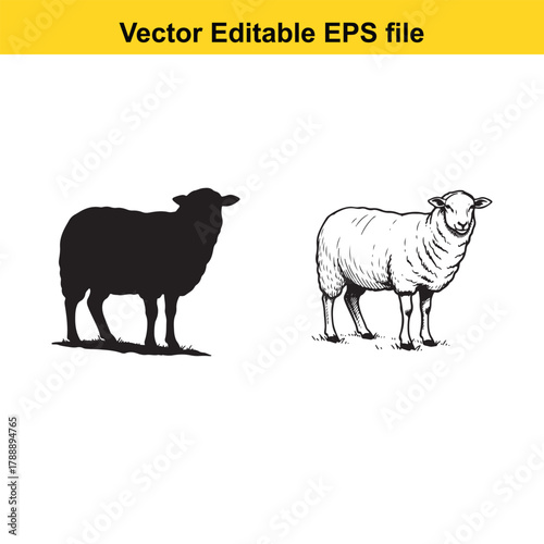 Black silhouette and detailed drawing of a sheep standing on a