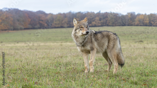 wolf in the grass