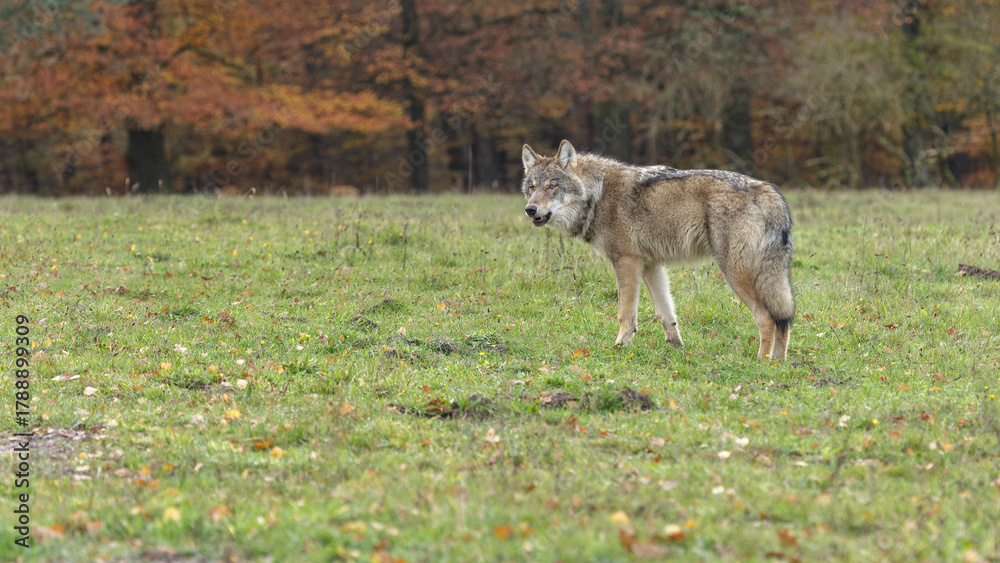 Fototapeta premium wolf in the woods